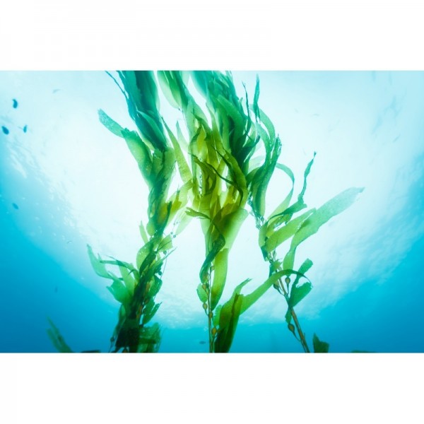 Mixgliss Gel de massage - NU Algue - 1000 ml